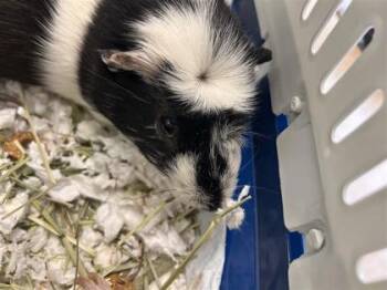 Rescue Guinea Pig Guinea Pigs for Adoption in Largo, Florida - Percy | PetCurious